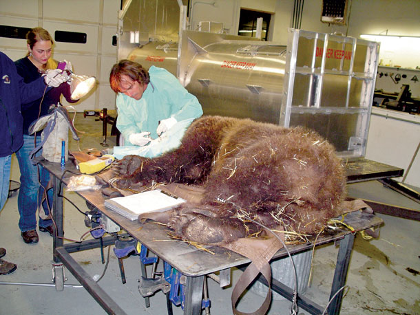 After Surgery, a One-Eyed Grizzly is Released Back into the Wild