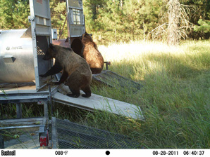 Yearling Grizzly Captured, Three Bears Released Near Sullivan Creek
