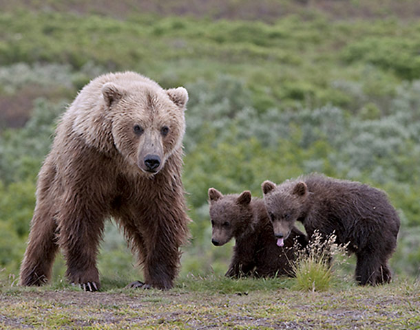 Grizzlies Roam Closer to Delisted Status