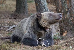 Wildlife Biologists Plan Grizzly Bear Captures in Northwest Montana