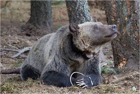 FWP Announces Record Year for Grizzly Relocations