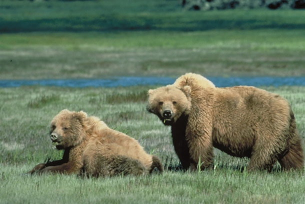 Counting Bears