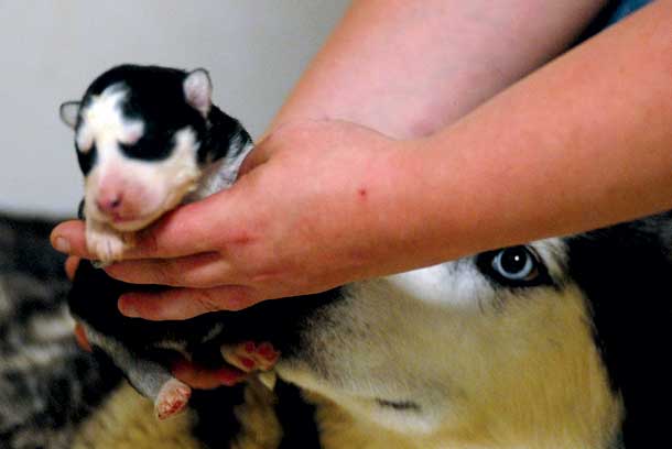 After Receiving 41 Huskies, County Shelter Overflowing