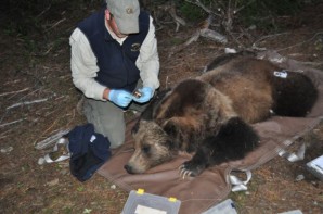 Three Grizzly Bears Captured As Part of the NCDE Monitoring Effort