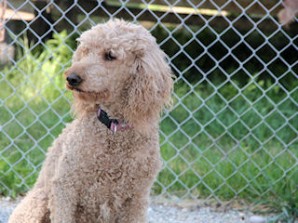 Too Many Paws at County Animal Shelter