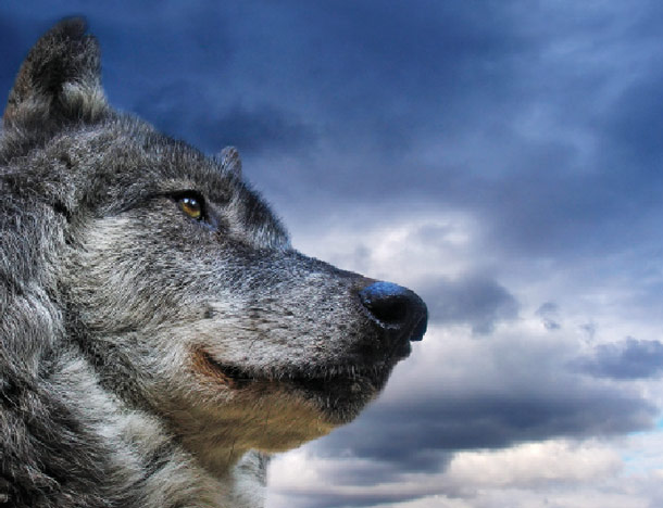 Wolf Hunt Yields Higher Numbers