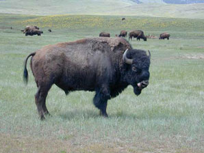 Advocacy Group Sues Over Bison Range Management