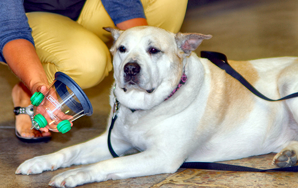 Animal Oxygen Masks Donated to Flathead Fire Departments