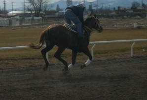 Horse Racing Out of the Gate Again in Kalispell