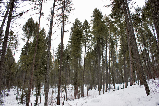 EXPLORE: Whitefish Trail in Winter