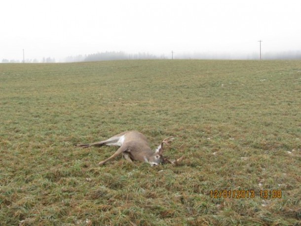 Wardens Seek Info on Two Deer Poaching Cases