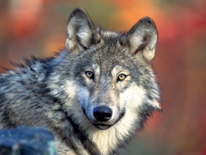 Bush Admin. Plans to Delist Wolves